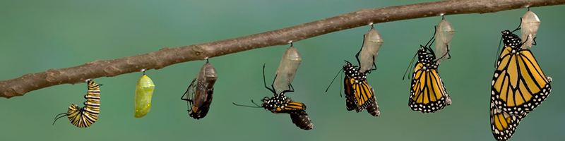 borboleta_800_200_teste-fw